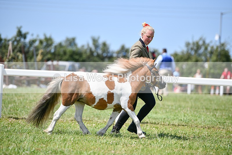 DSC_7319 - Class 62: Coloured Pony Youngstock