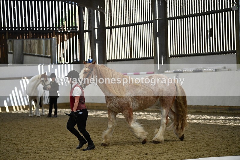 WJ5_4760 - Class 7 In hand coloured / odd coloured