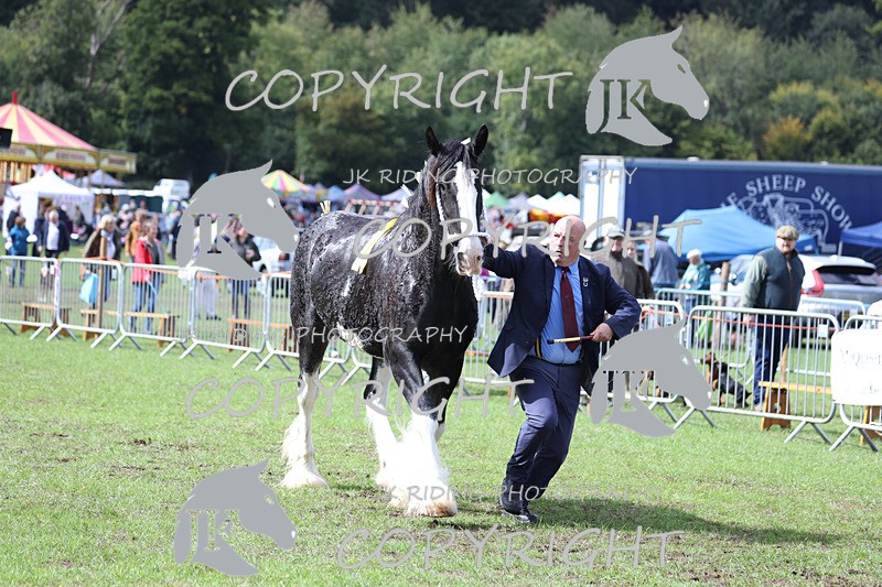 APP_3382 - Class 5 In Hand Championship