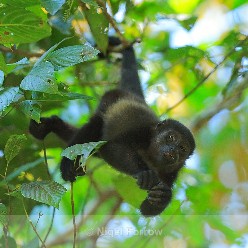 Howler Monkey hanging upside down, Manuel Antonio, Costa Rica - Monkey