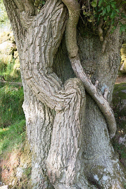 Tree hugger - Landscape