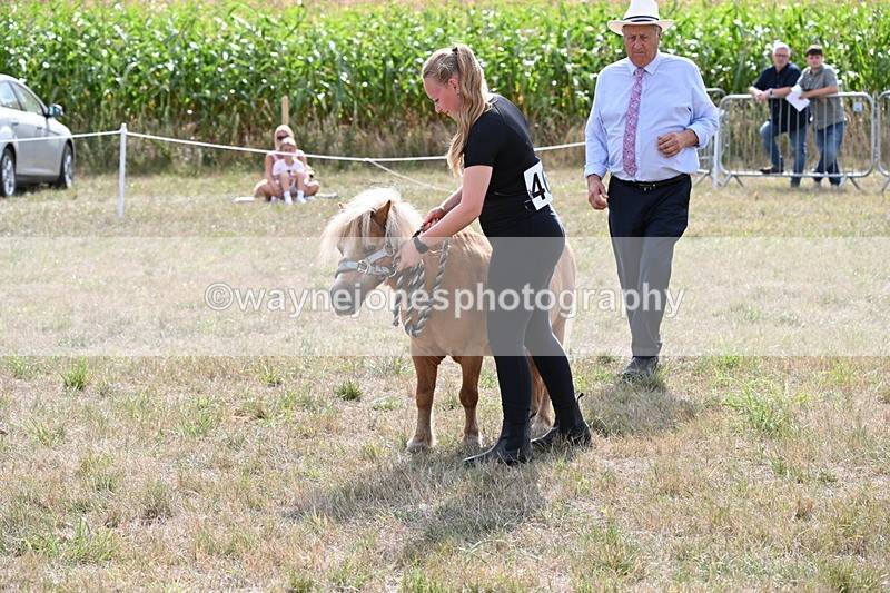 WJ6_6935 - Class 21 Shetland & Mini Horses
