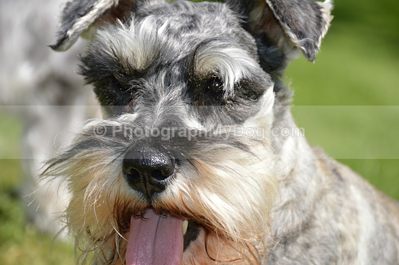  - Schnauzers