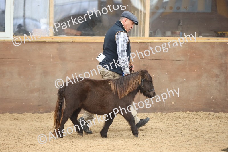 20251109-0218 - Class 10 - Yearling, Colt, Filly or Gelding