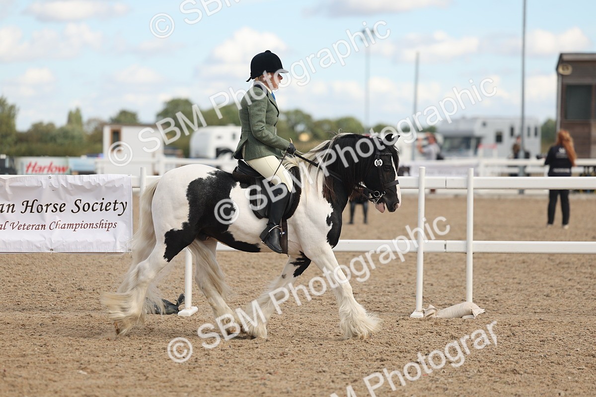 SBM_14641 - Class 307 - Ridden Coloured Pony