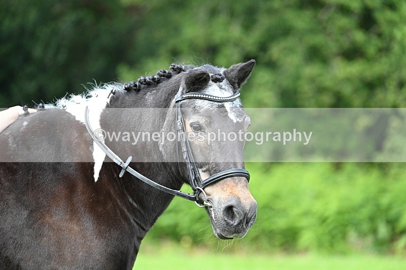WJ7_1694 - Class 11 Condition & Turnout