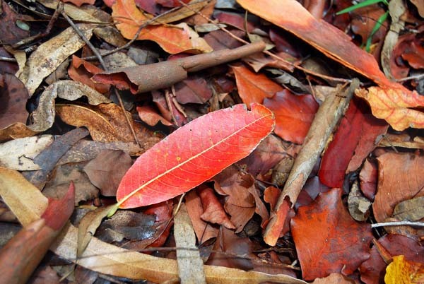 Leaves - Mauritius