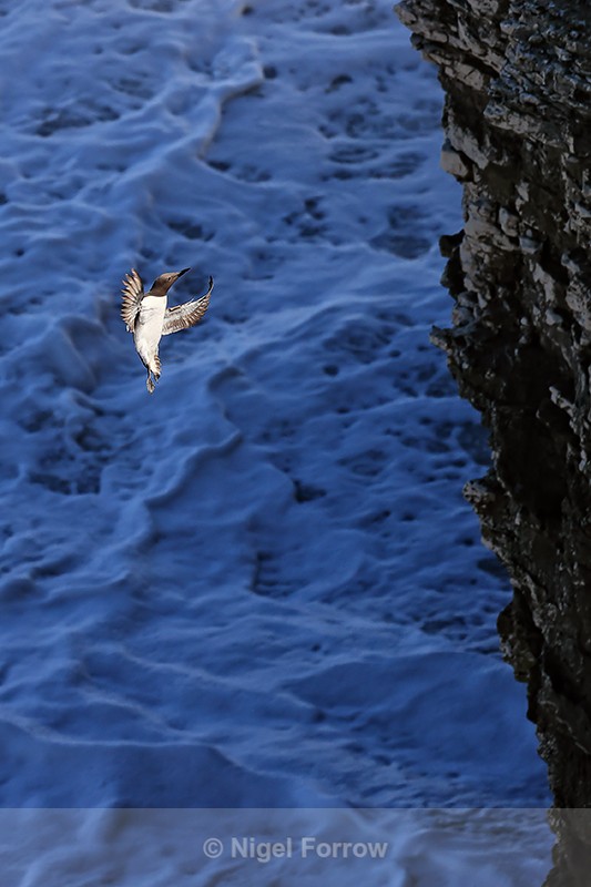 Guillemot approaches cliff, Flamborough Head, Yorkshire - Guillemot