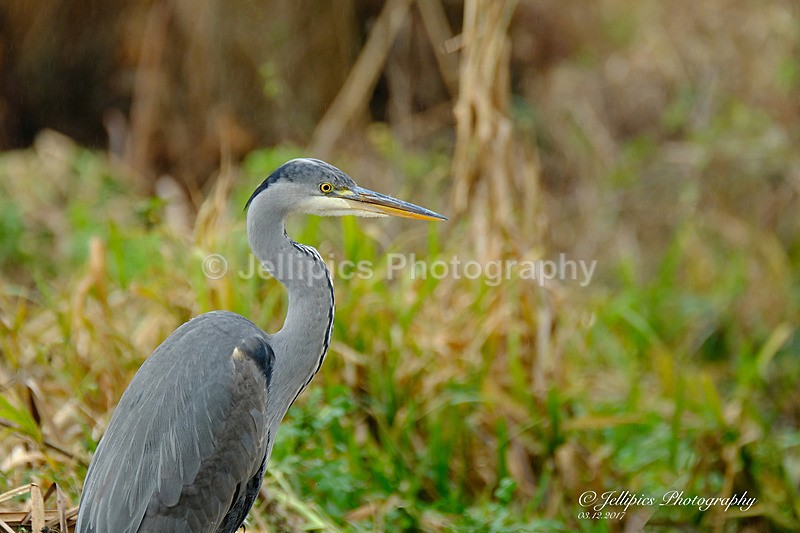  - Wildlife and Nature