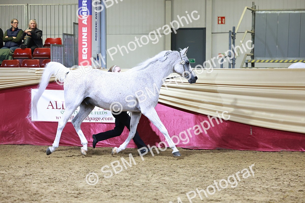 SBM_21204 - Class R - Veteran Champ