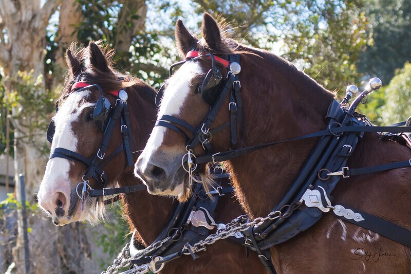 Clydesdales tacked up portrait pair 2. 0A3A8020 - 2025 Senic Rim Clydesdale Spectacular