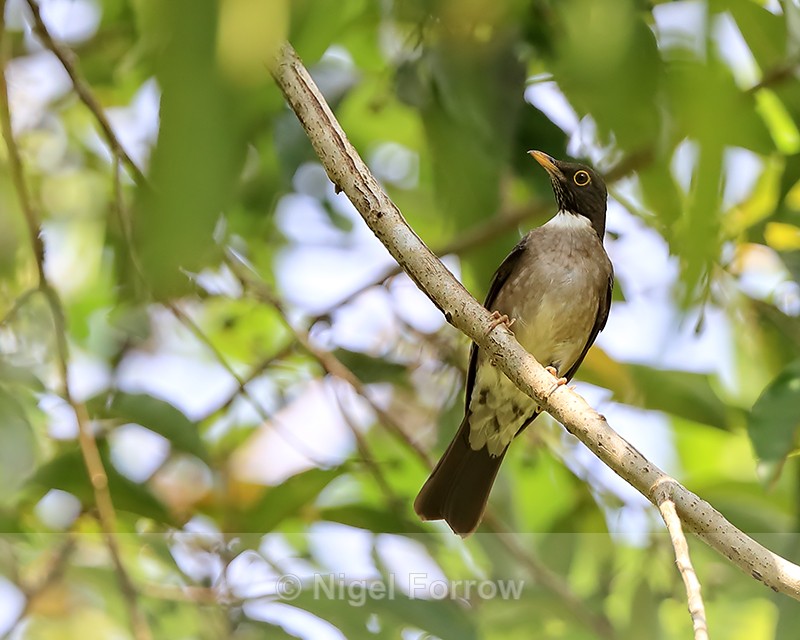 White-throated Thrush, Costa Rica - White-throated Thrush
