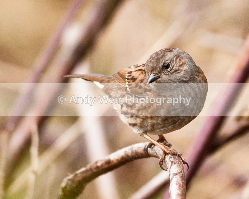 20110123-IMG_0442 - Dunnock (Hedge Sparrow)