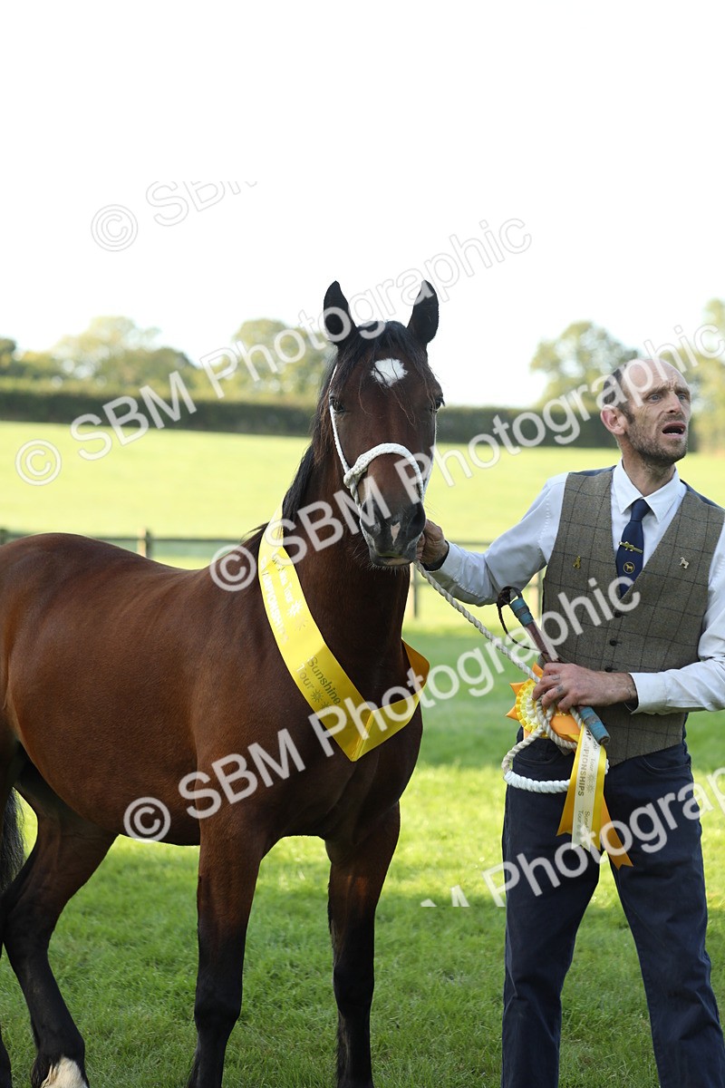 SBM_57977 - S42 - Youngstock