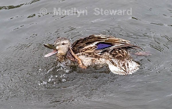 Slimbridge-11 Mallard duck calling - Slimbridge Wetlands Centre