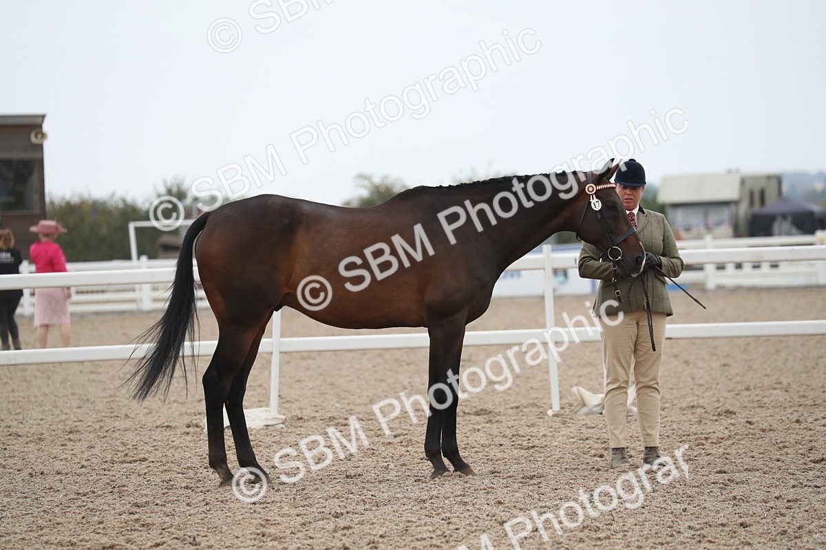 SBM_17874 - Class 317 IH Pure bred Horse/Pony