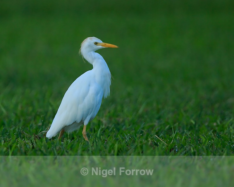 Cattle Egret walking on grass, Kauai - Cattle Egret