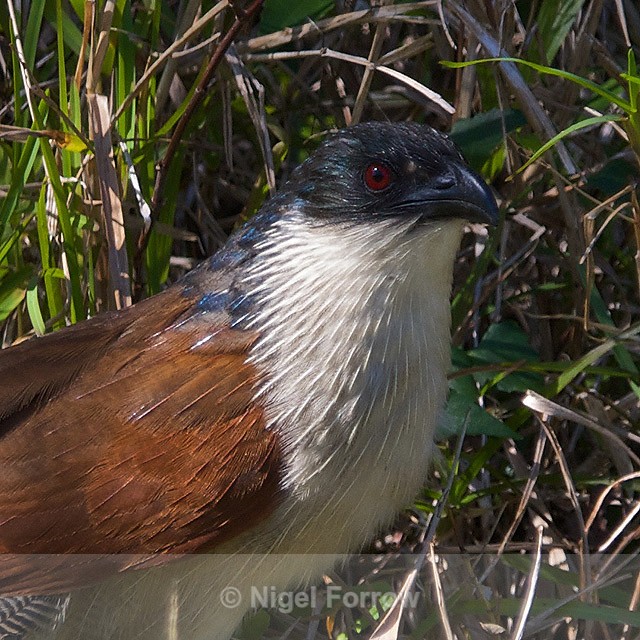 Burchell's Coucal close-up - Burchell's Coucal