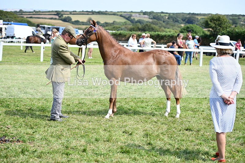 DSC_8338 - Class 68: Part Bred In Hand M & M