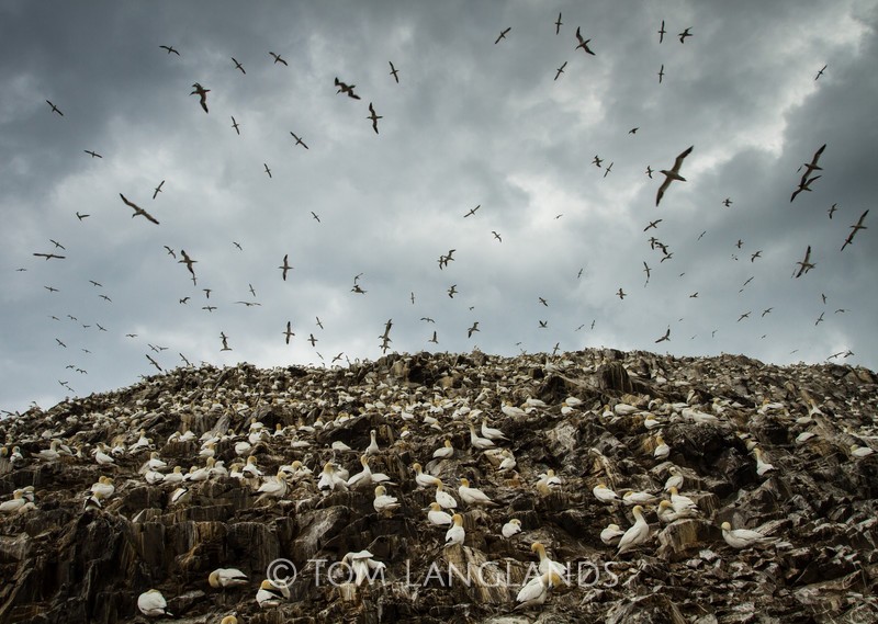 Northern Gannets - Gannets and Puffins