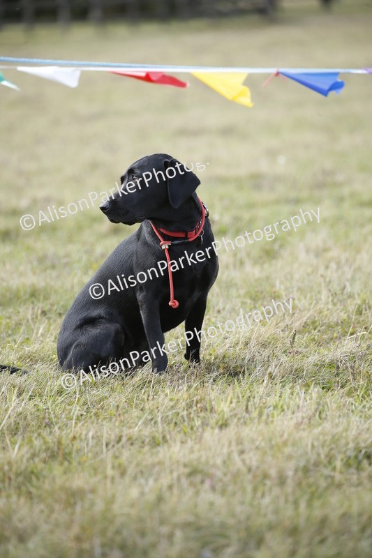 20250831-3910 - Dog Show