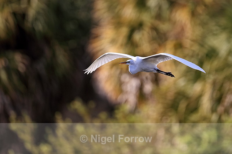 Great Egret flying against trees background - Venice Rookery, Florida - Great Egret