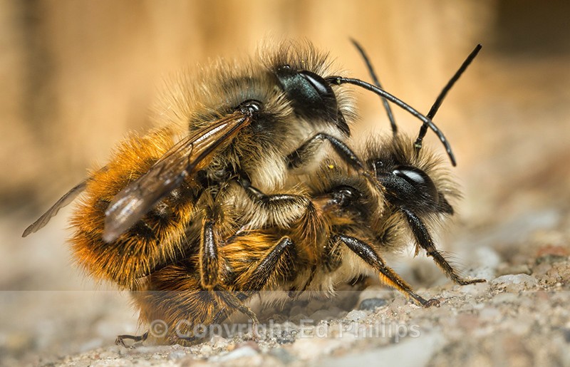 Osmia bicornis (males) - Osmia bicornis (rufa)