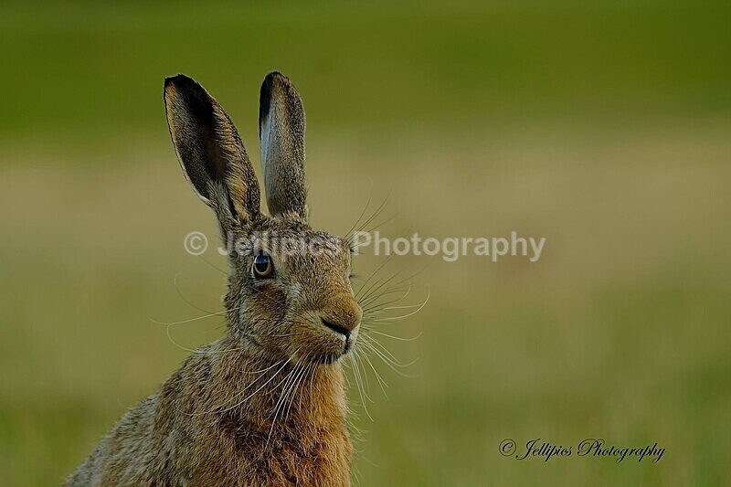  - Wildlife and Nature