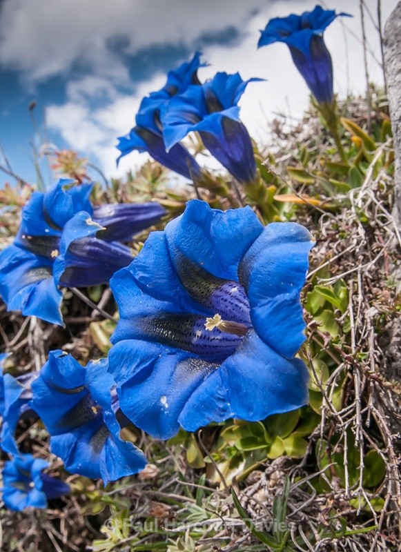  - Plants: wide-angle
