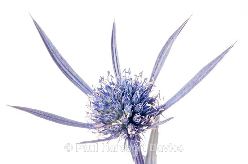 Amethyst Eryngo (Eryngium amethystinum) - Plants - WB