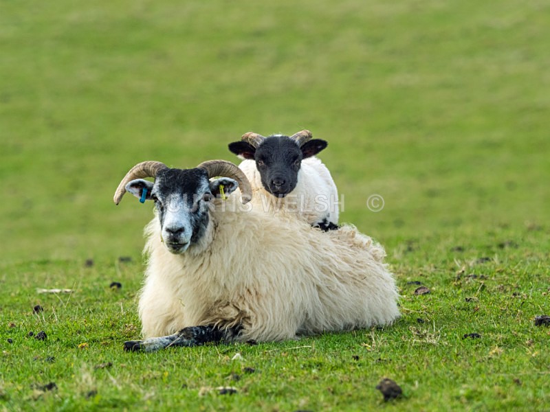 Mother and Lamb - WEST of SCOTLAND