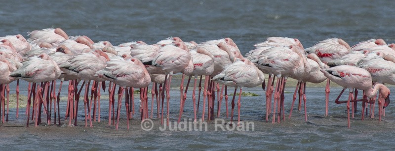 Lesser Flamingo in wind - Namibia 2022
