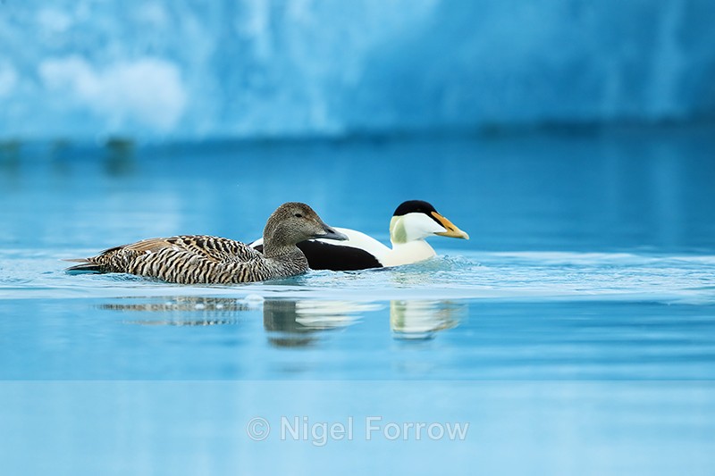 Eider pair swimming, Jokulsarlon, Iceland - Eider