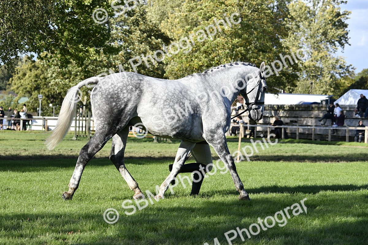 SBM_52235 - S35 - Working Hunter & Working Show Horse
