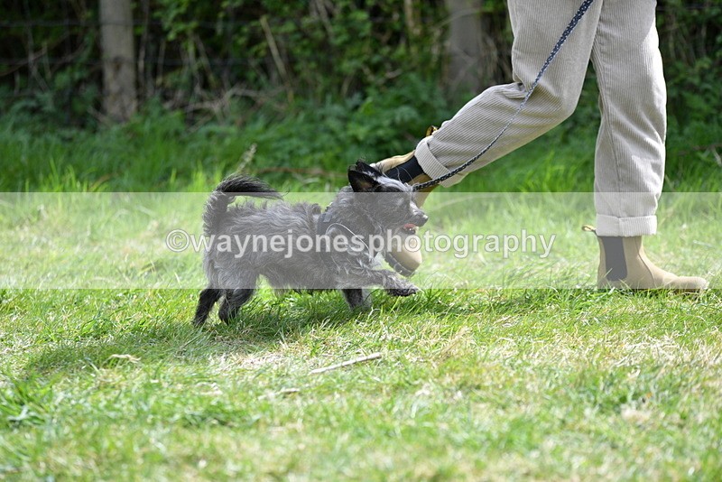 WJ5_9664 - Class 3 Most Handsome Dog
