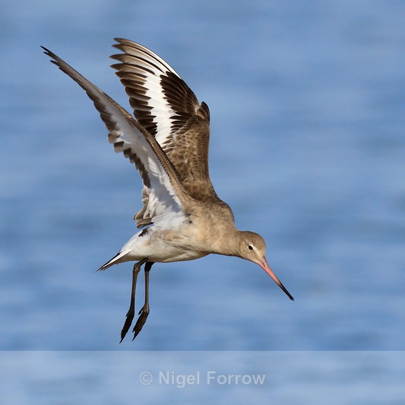 Black-tailed Godwit coming in to land, Brownsea Island - Black-tailed Godwit