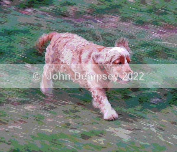 On The Move - Walking the Dog
