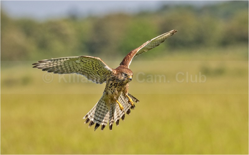 Kestrel by Dave Softley - KDT ANNUAL DIGITAL COMP 2024