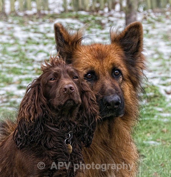 - Dogs'n'Cats