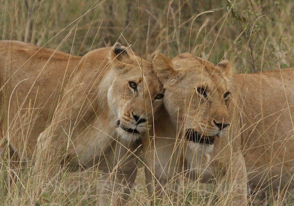  - KENYA