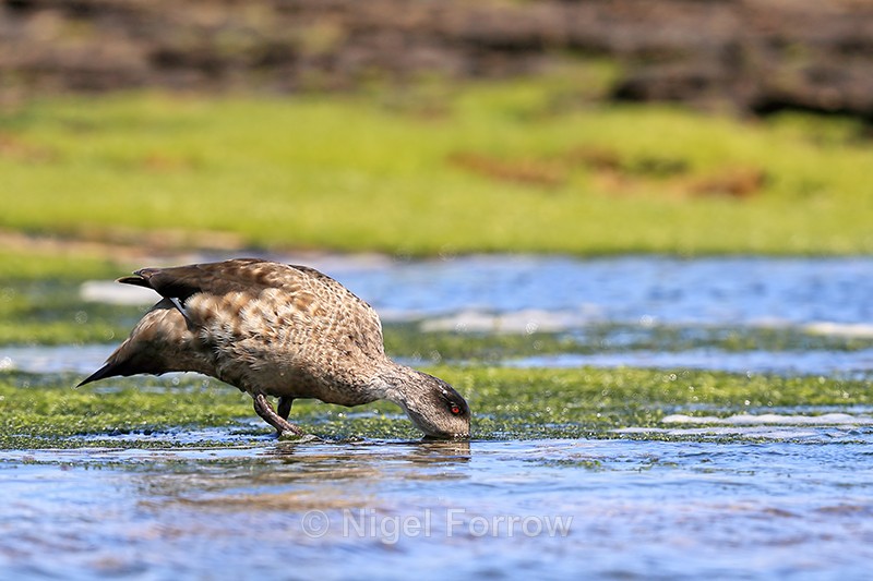 Crested Duck drinking, Carcass Island, Falklands - Crested Duck