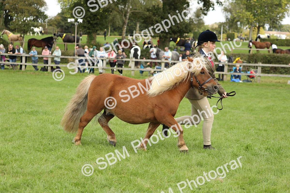 SBM_62804 - S46 - Mountain & Moorland In Hand Small Breeds