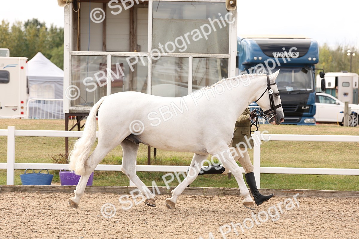 SBM_14647 - Class 208 - IH Veteran Horse