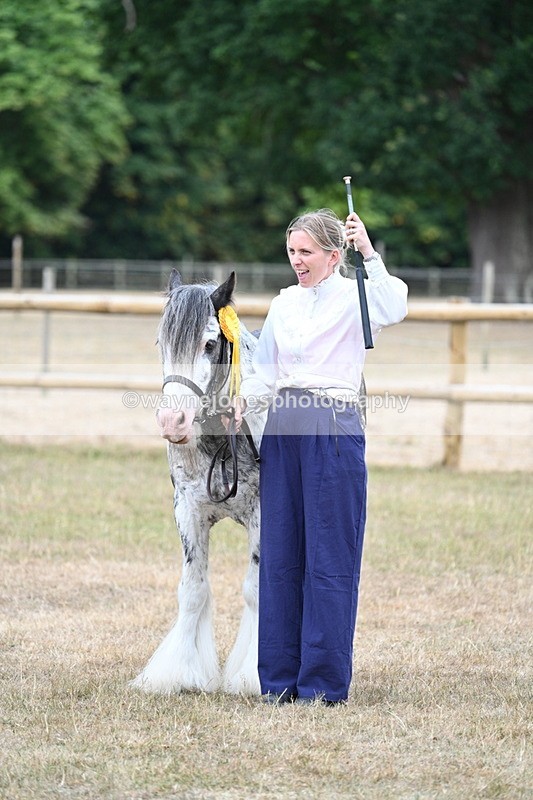 WJ7_9671 - Class 5 Most Handsome Gelding (up to 14.2hh)