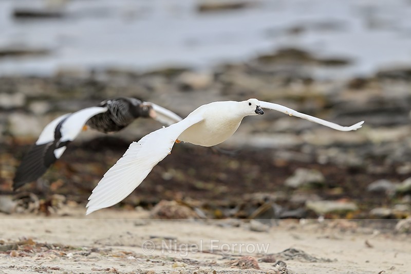 Kelp Goose pair close flypast, Carcass Island, Falklands - Kelp Goose