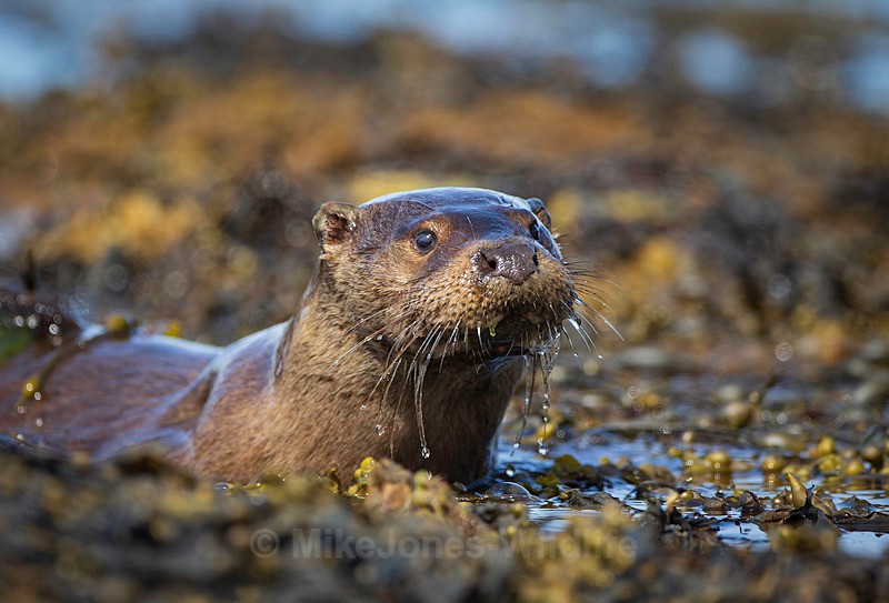 Otter, Isle of Mull, Inner Hebrides, Scotland - ISLE OF MULL WILDLIFE, Wildlife images from the Inner Hebrides