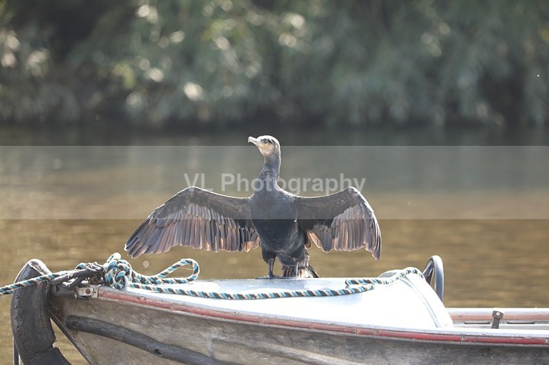 Cormorant 7 - Animals, Birds etc