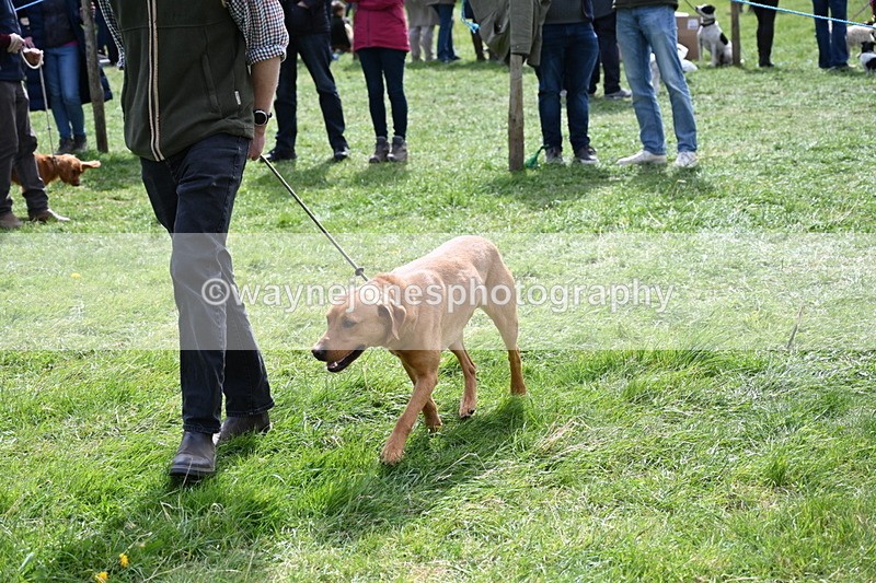 WJ6_8953 - Class 8 Best Working / Gun Dog or Bitch