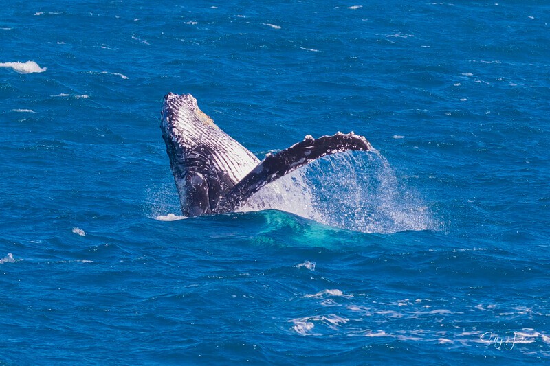 0A3A4353 - 2024 Hervey Bay Whales