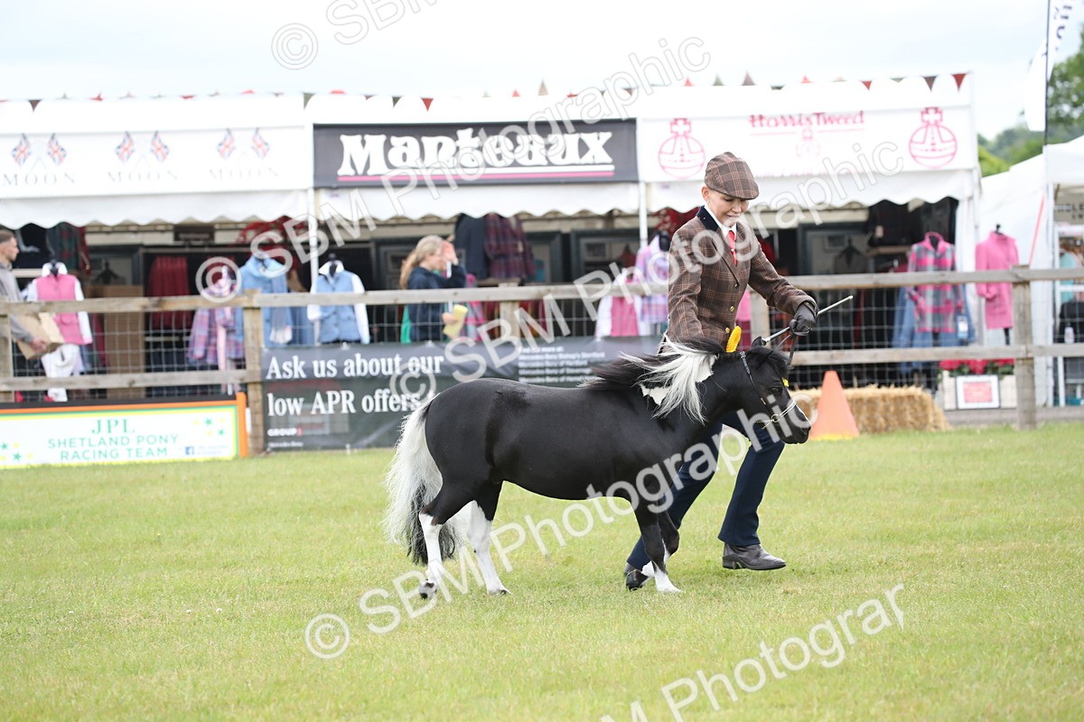 SBM_03853 - Class 23-25 - British Miniature Horse of the Year